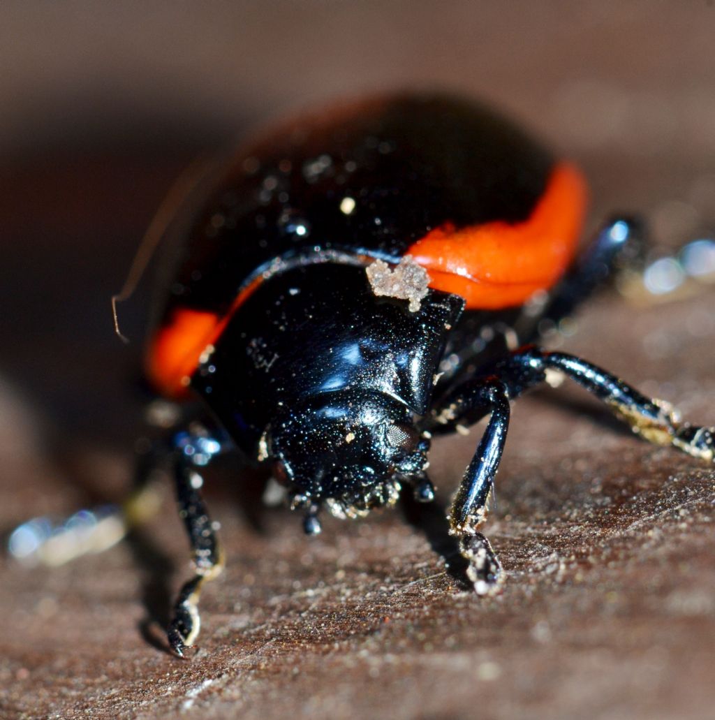 Chrysolina rossia  (163)